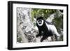 Western Black and White Colobus Monkey, King Colobus Monkey-null-Framed Photographic Print