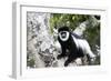Western Black and White Colobus Monkey, King Colobus Monkey-null-Framed Photographic Print
