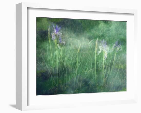 Western Blue Flag Wildflowers, Owens Valley, California, USA-null-Framed Premium Photographic Print