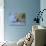 Western Bluebird, San Diego County, California, USA-Diane Johnson-Stretched Canvas displayed on a wall