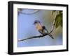 Western Bluebird, San Diego County, California, USA-Diane Johnson-Framed Photographic Print