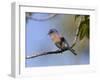 Western Bluebird, San Diego County, California, USA-Diane Johnson-Framed Photographic Print