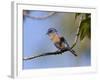 Western Bluebird, San Diego County, California, USA-Diane Johnson-Framed Photographic Print