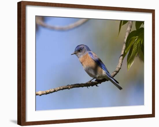 Western Bluebird, San Diego County, California, USA-Diane Johnson-Framed Photographic Print