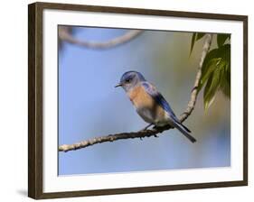 Western Bluebird, San Diego County, California, USA-Diane Johnson-Framed Photographic Print