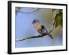 Western Bluebird, San Diego County, California, USA-Diane Johnson-Framed Photographic Print