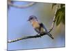 Western Bluebird, San Diego County, California, USA-Diane Johnson-Mounted Photographic Print