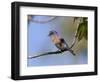 Western Bluebird, San Diego County, California, USA-Diane Johnson-Framed Photographic Print