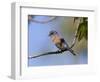 Western Bluebird, San Diego County, California, USA-Diane Johnson-Framed Photographic Print