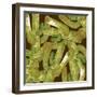 Western Cactus-Robbin Rawlings-Framed Art Print