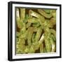 Western Cactus-Robbin Rawlings-Framed Art Print