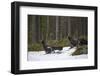 Western capercaillie (Tetrao urogallus) males at a lek, Tver, Russia. May-Sergey Gorshkov-Framed Premium Photographic Print