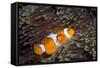 Western Clown Anemonefish and Sea Anemone (Heteractis Magnifica), Southern Thailand-Andrew Stewart-Framed Stretched Canvas