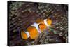Western Clown Anemonefish and Sea Anemone (Heteractis Magnifica), Southern Thailand-Andrew Stewart-Stretched Canvas