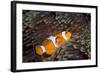 Western Clown Anemonefish and Sea Anemone (Heteractis Magnifica), Southern Thailand-Andrew Stewart-Framed Photographic Print