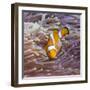 Western Clown Anemonefish and Sea Anemone (Heteractis Magnifica), Southern Thailand-Andrew Stewart-Framed Photographic Print