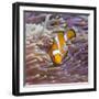 Western Clown Anemonefish and Sea Anemone (Heteractis Magnifica), Southern Thailand-Andrew Stewart-Framed Photographic Print