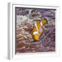 Western Clown Anemonefish and Sea Anemone (Heteractis Magnifica), Southern Thailand-Andrew Stewart-Framed Photographic Print