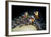 Western Clown Anemonefish and Sea Anemone (Heteractis Magnifica), Southern Thailand-Andrew Stewart-Framed Photographic Print