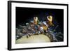 Western Clown Anemonefish and Sea Anemone (Heteractis Magnifica), Southern Thailand-Andrew Stewart-Framed Photographic Print