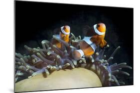 Western Clown Anemonefish and Sea Anemone (Heteractis Magnifica), Southern Thailand-Andrew Stewart-Mounted Photographic Print
