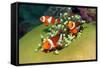 Western Clown Anemonefish-AndamanSE-Framed Stretched Canvas