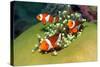 Western Clown Anemonefish-AndamanSE-Stretched Canvas