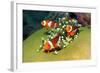 Western Clown Anemonefish-AndamanSE-Framed Photographic Print