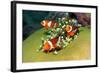 Western Clown Anemonefish-AndamanSE-Framed Photographic Print