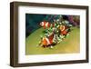 Western Clown Anemonefish-AndamanSE-Framed Photographic Print