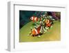 Western Clown Anemonefish-AndamanSE-Framed Photographic Print