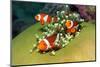 Western Clown Anemonefish-AndamanSE-Mounted Photographic Print