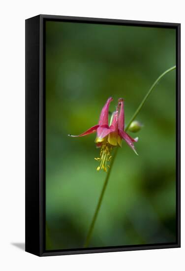 Western Columbine, Okanogan-Wenatchee National Forest, Washington, USA-Roddy Scheer-Framed Stretched Canvas