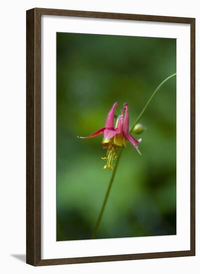 Western Columbine, Okanogan-Wenatchee National Forest, Washington, USA-Roddy Scheer-Framed Photographic Print