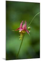 Western Columbine, Okanogan-Wenatchee National Forest, Washington, USA-Roddy Scheer-Mounted Photographic Print