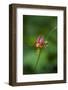 Western Columbine, Okanogan-Wenatchee National Forest, Washington, USA-Roddy Scheer-Framed Photographic Print