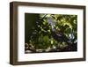 Western crowned pigeon, Aiduma Island, Triton Bay, Western Papua, Indonesian New Guinea-Staffan Widstrand-Framed Photographic Print