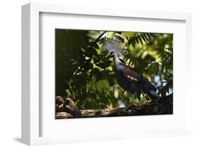 Western crowned pigeon, Aiduma Island, Triton Bay, Western Papua, Indonesian New Guinea-Staffan Widstrand-Framed Photographic Print