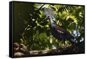 Western crowned pigeon, Aiduma Island, Triton Bay, Western Papua, Indonesian New Guinea-Staffan Widstrand-Framed Stretched Canvas