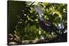 Western crowned pigeon, Aiduma Island, Triton Bay, Western Papua, Indonesian New Guinea-Staffan Widstrand-Stretched Canvas