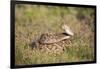 Western diamondback rattlesnake (Crotalus atrox) coiled.-Larry Ditto-Framed Photographic Print