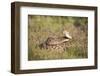 Western diamondback rattlesnake (Crotalus atrox) coiled.-Larry Ditto-Framed Photographic Print