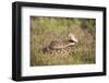 Western diamondback rattlesnake (Crotalus atrox) coiled.-Larry Ditto-Framed Photographic Print