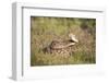 Western diamondback rattlesnake (Crotalus atrox) coiled.-Larry Ditto-Framed Photographic Print