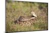 Western diamondback rattlesnake (Crotalus atrox) coiled.-Larry Ditto-Mounted Photographic Print