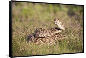 Western diamondback rattlesnake (Crotalus atrox) coiled.-Larry Ditto-Framed Stretched Canvas