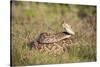 Western diamondback rattlesnake (Crotalus atrox) coiled.-Larry Ditto-Stretched Canvas