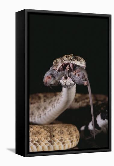 Western Diamondback Rattlesnake Eating a Mouse-DLILLC-Framed Stretched Canvas