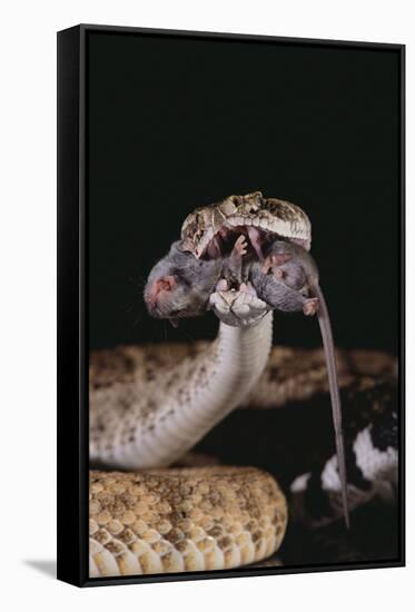 Western Diamondback Rattlesnake Eating a Mouse-DLILLC-Framed Stretched Canvas