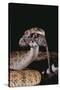 Western Diamondback Rattlesnake Eating a Mouse-DLILLC-Stretched Canvas